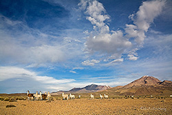 Lamas & Alpakas