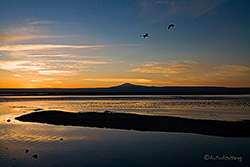 Laguna Chaxa zum Sonnenuntergang