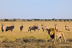 L�wenpascha vor einer Oryx Herde