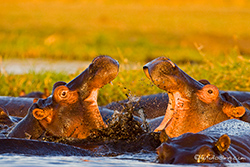 K&auml;mpfende Flusspferde im Chobe River