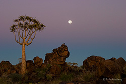 K&ouml;cherb&auml;ume mit Mond - Garaspark</b>