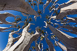 �ste eines K�cherbaumes