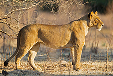 wachsame L&ouml;win