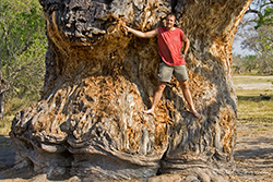 Der gro&szlig;e Baobab (2003)