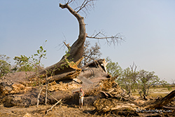 Der gro&szlig;e Baobab ist tot(2008)