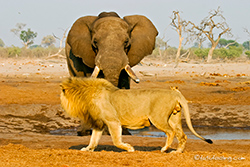 L&ouml;we und Elefant am Wasserloch