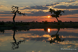 Regenzeit in Savuti