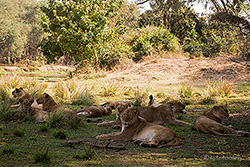 L&ouml;wenrudel im Lower Zambezi NP
