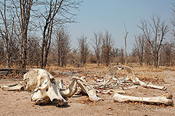 &Uuml;berreste eines gewilderten Elefanten