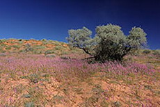 bl&uuml;hende Kalahari