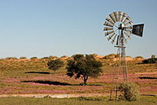 Kalahari im Bl&uuml;tenmeer