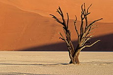 Tote B&auml;ume im Deadvlei
