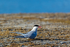 schimpfende K&uuml;stenseeschwalbe