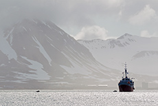 wir ankern in Blomstrandhalv&oslash;ya im Norden des Kongsfjordes
