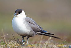 hier ein Bild von der Falkenraubm&ouml;we (Skua)