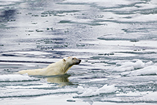 Eisb&auml;r beim Schwimmen