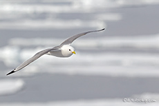Eism&ouml;we, Spitzbergen