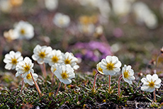 arktischer Fr&uuml;hling