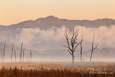 Abgestorbene B&auml;ume, Jim Corbett Nationalpark