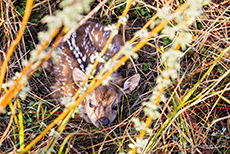 &Auml;ngstliches Axishirschkitz, Jim Corbett Nationalpark