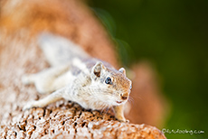 freches Palmenh&ouml;rnchen