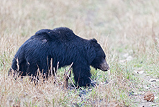 Lippenb&auml;r (Melursus ursinus), Kanha Nationalpark