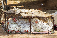 K&auml;fighaltung in Indien