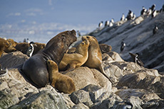 Seel&ouml;wen und Pinguine