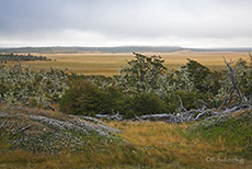 Farne und Flechten in den B&auml;umen
