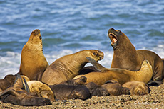 Seel&ouml;wen am Strand von Punta Norte
