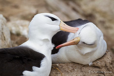 z�rtliches Kraulen bei den Albatrossen