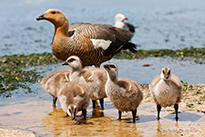 G�nsefamilie