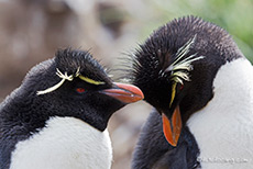 Z�rtlichkeit unter den Pinguinen