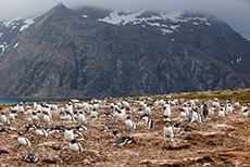 hier oben br�ten die Eselspinguine