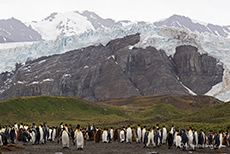 Pinguine vor dem h�ngenden Gletscher