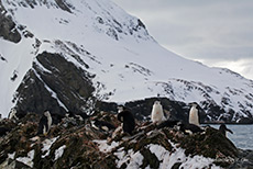 Z�gelpinguine auf den Felsen