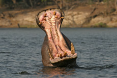 Gro&szlig;maul