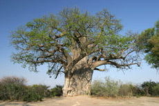Baobab im Mahango Park