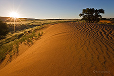 D&uuml;nen im Sonnenuntergang
