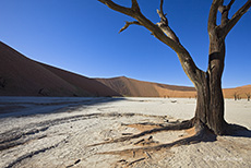 Tote B&auml;ume im Deadvlei