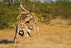 Giraffen beim Kr&auml;ftemessen