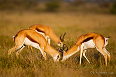 Springb&ouml;cke an der Sunday Pan