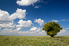 saftiges Gr&uuml;n in der Kalahari