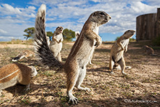 freche Erdh&ouml;rnchen