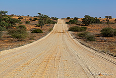 D&uuml;nenstra&szlig;e im Kgalagadi Transfrontier Park