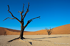 immer wieder sch&ouml;n im Deadvlei