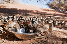 Unz&auml;hlige Weberv&ouml;gel kommen zum Trinken und Baden