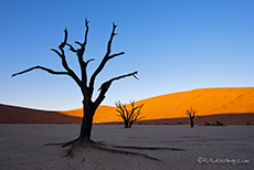Einer unserer Lieblingsb&auml;ume im Deadvlei