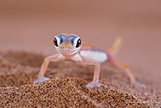 W&uuml;stengecko