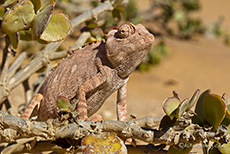 W&uuml;sten-Cham&auml;leon (Chamaeleo namaquensis)